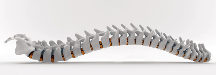 Chiropractic Delray Beach FL Spine 3D Model